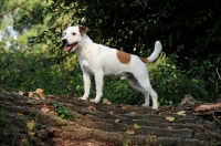 Picture of Parson Russell Terrier standing on a log