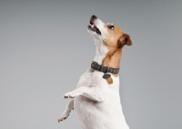 Picture of Parson Russell terrier standing on hind legs.