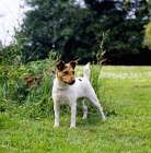 Picture of parson russell terrier standing on grass