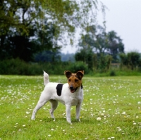 Picture of parson russell terrier standing in a field of daisies