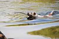 Picture of Parson Russell Terrier swimming with stick