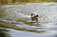 Picture of Parson Russell Terrier swimming in water