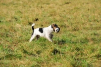 Picture of Parson Russell Terrier walking in field