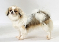 Picture of Parti Colour Tibetan Spaniel