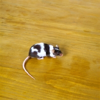 Picture of parti coloured mouse