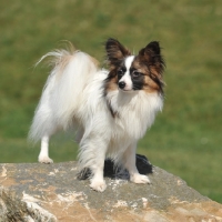 Picture of parti coloured Papillon