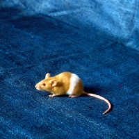 Picture of parti coloured red & white mouse on blue silk