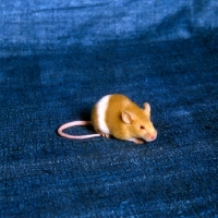 Picture of parti coloured red and white mouse