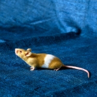 Picture of parti coloured red and white mouse sniffing the air