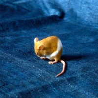 Picture of parti coloured red and white mouse grooming