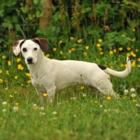 Picture of parti Jack Russell Terrier
