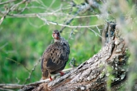 Picture of partridge in kenya