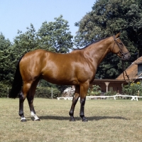 Picture of pascha, oldenburg stallion