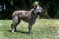 Picture of pascha vom berkahof, picardy sheepdog