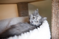 Picture of pastel torti kitten looking over shoulder