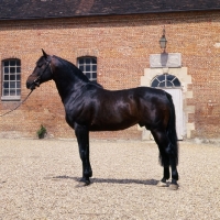 Picture of Patara, French Trotter at Haras du Pin