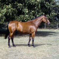 Picture of patent, oldenburg mare