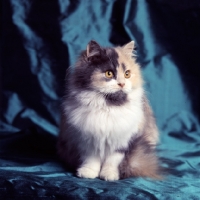 Picture of pathfinders blue bouquet, blue tortoiseshell and white/ blue, cream and white, long hair cat in studio