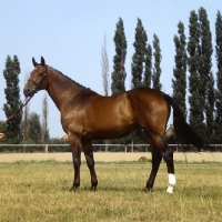 Picture of Patience, side view of Holstein mare at Elmshorn