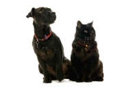 Picture of patterdale terrier and black cat