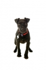 Picture of patterdale terrier front view on white background