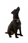 Picture of patterdale terrier looking up