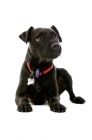 Picture of patterdale terrier lying down on white background