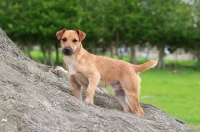 Picture of Patterdale Terrier outdoors