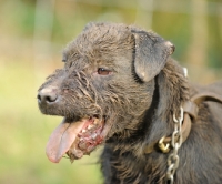Picture of Patterdale Terrier portrait