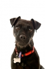 Picture of patterdale terrier portrait