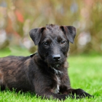 Picture of patterdale terrier puppy