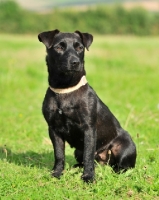 Picture of Patterdale Terrier sitting down