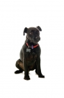 Picture of patterdale terrier sitting down on white background