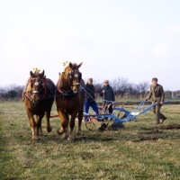 Picture of paul heiney ploughing with his suffolk punch horses at his farm 