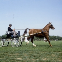 Picture of Paulien, Dutch warm blood in harness with vehicle, side view 