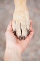 Picture of paw in hand