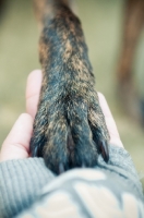 Picture of paw in hand