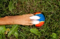 Picture of paw on ball