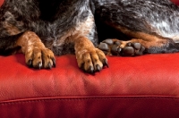 Picture of paws of blue tick coonhound