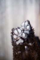 Picture of paws