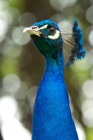 Picture of peacock portrait