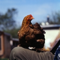 Picture of pekin bantam chicken posed on someone's knee