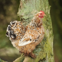 Picture of Pekin Bantam chicken