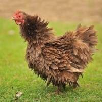 Picture of Pekin Bantam chicken