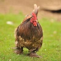 Picture of Pekin Bantam chicken