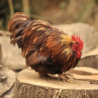 Picture of Pekin Bantam chicken