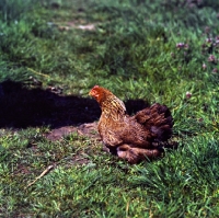 Picture of pekin bantam walking in grass