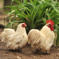 Picture of pekin bantam with his hen