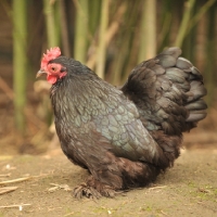 Picture of pekin bantam