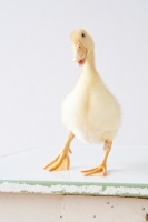 Picture of Pekin Duckling looking at camera